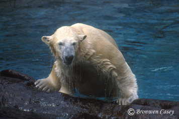 Beary