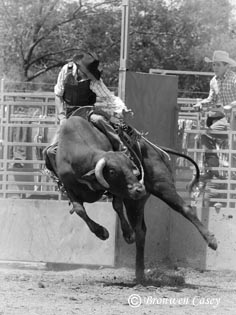 Bovine