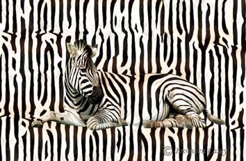 Camouflage