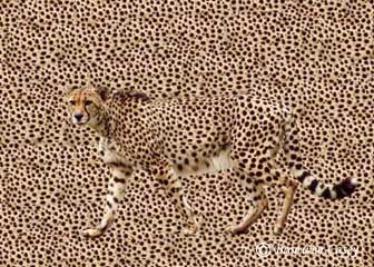 Camouflage