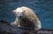 Beary